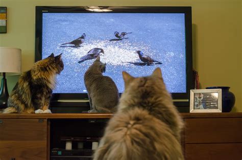 5時から9時まで amazon プライム: なぜ猫はテレビを見るのか？